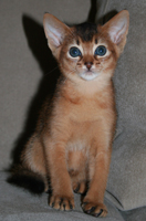 Aby